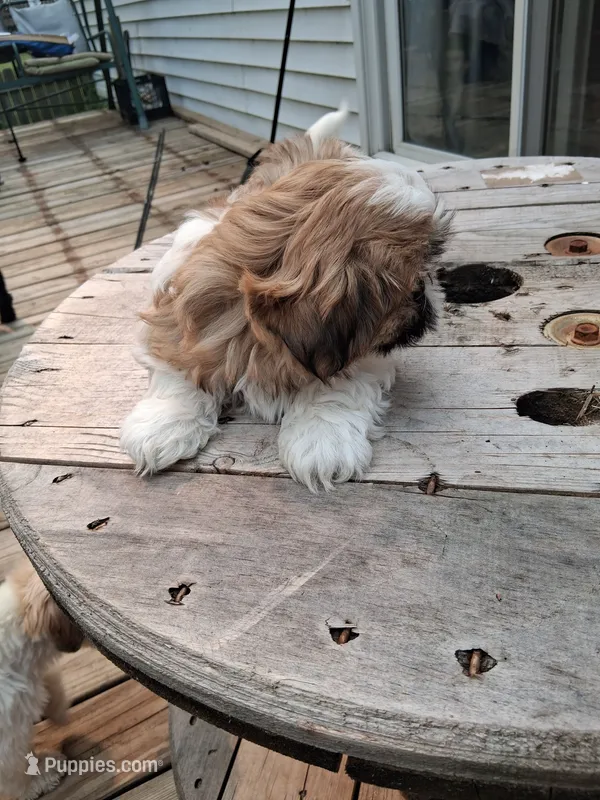 Pup – Shih Tzu puppy for sale in Belding, MI