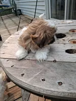 Pup, a male Shih Tzu for sale in Belding, MI – 1 of 2