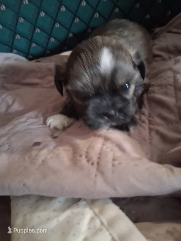 Puppy 2 – Shih Tzu puppy for sale in Belding, MI