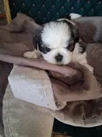 Puppy 1, a male Shih Tzu for sale in Belding, MI – 3 of 3