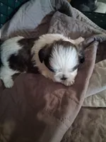Puppy 1, a male Shih Tzu for sale in Belding, MI – 1 of 3
