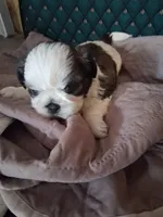 Puppy 1, a male Shih Tzu for sale in Belding, MI – 2 of 3