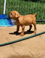 Tulsa x Angus, a male Olde English Bulldogge for sale in Rome, GA – 2 of 8