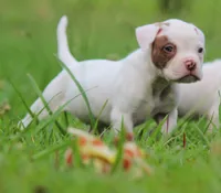 JuJu X Rosalee, a male American Bulldog for sale in Rome, GA – 4 of 10