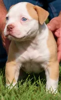 Georgia X Fig, a female American Bulldog for sale in Rome, GA – 4 of 10