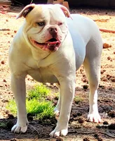 JuJu X Rosalee, a male American Bulldog for sale in Rome, GA – 9 of 10