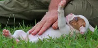 JuJu X Rosalee, a female American Bulldog for sale in Rome, GA – 4 of 9