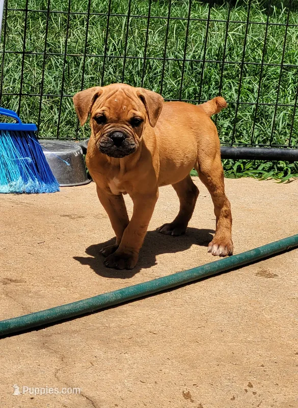 Tulsa x Angus – Olde English Bulldogge puppy for sale in Rome, GA