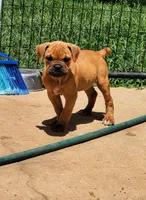 Tulsa x Angus, a male Olde English Bulldogge for sale in Rome, GA – 1 of 8