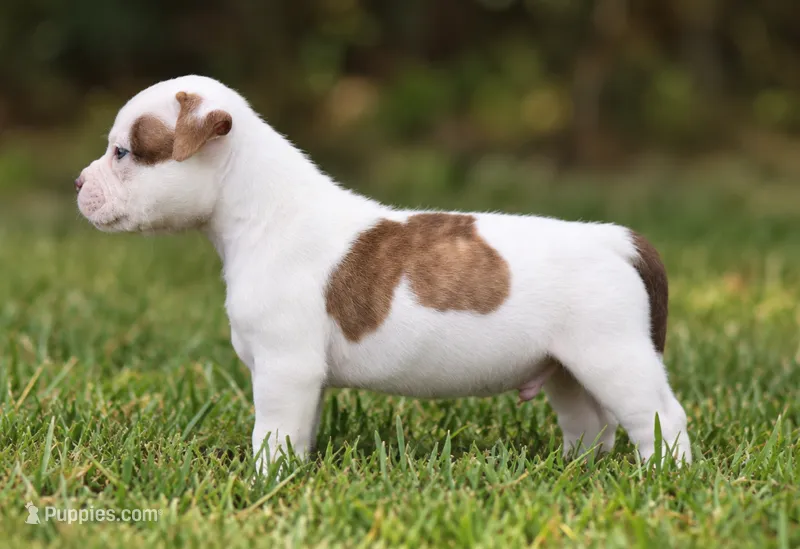Georgia X Fig – American Bulldog puppy for sale in Rome, GA