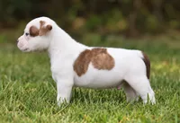 Georgia X Fig, a male American Bulldog for sale in Rome, GA – 1 of 6