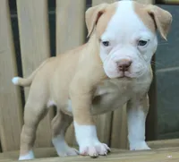 Georgia X Fig, a female American Bulldog for sale in Rome, GA – 2 of 9