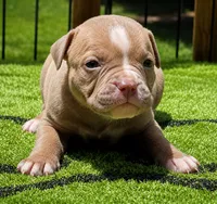 Tulsa x Angus, a female Olde English Bulldogge for sale in Rome, GA – 3 of 5