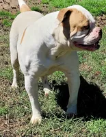 JuJu X Rosalee, a female American Bulldog for sale in Rome, GA – 9 of 9
