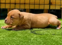 Tulsa x Angus, a female Olde English Bulldogge for sale in Rome, GA – 3 of 3