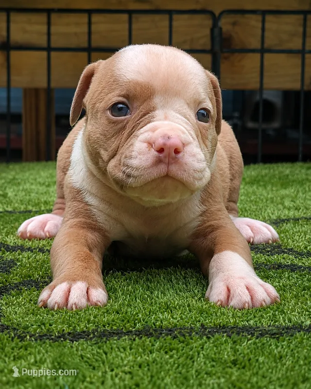Tulsa x Angus – Olde English Bulldogge puppy for sale in Rome, GA