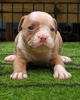 Tulsa x Angus, a male Olde English Bulldogge for sale in Rome, GA – 1 of 3