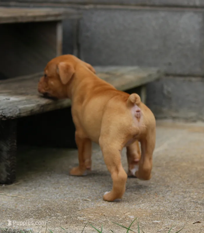 Tulsa x Angus – Olde English Bulldogge puppy for sale in Rome, GA