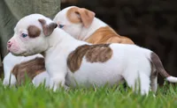 Georgia X Fig, a male American Bulldog for sale in Rome, GA – 2 of 6