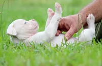 JuJu X Rosalee, a female American Bulldog for sale in Rome, GA – 2 of 9