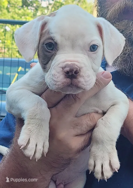 JuJu X Rosalee – American Bulldog puppy for sale in Rome, GA