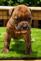 Tulsa x Angus, a male Olde English Bulldogge for sale in Rome, GA – 3 of 4