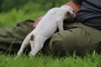 JuJu X Rosalee, a female American Bulldog for sale in Rome, GA – 3 of 9