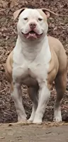 Georgia X Fig, a male American Bulldog for sale in Rome, GA – 4 of 6