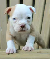 Georgia X Fig, a male American Bulldog for sale in Rome, GA – 2 of 8