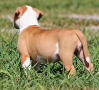 Georgia X Fig, a female American Bulldog for sale in Rome, GA – 6 of 10