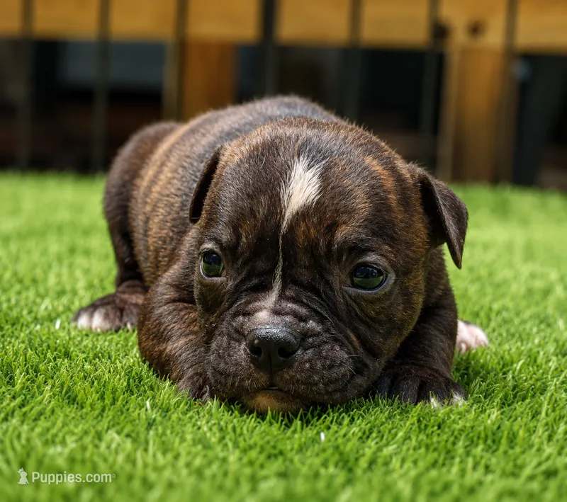 Tulsa x Angus – Olde English Bulldogge puppy for sale in Rome, GA