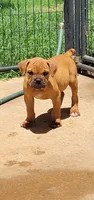Tulsa x Angus, a male Olde English Bulldogge for sale in Rome, GA – 4 of 8