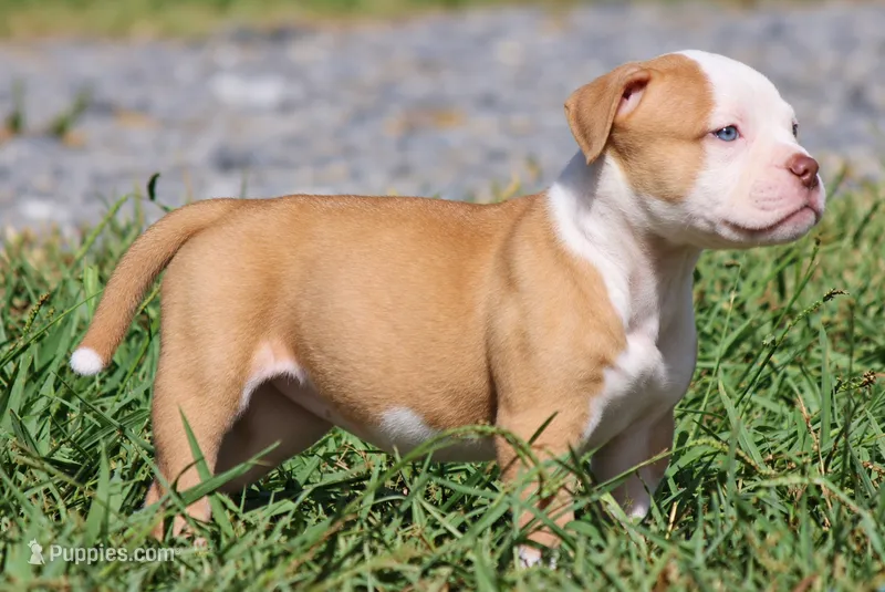 Georgia X Fig – American Bulldog puppy for sale in Rome, GA
