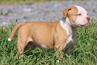 Georgia X Fig, a female American Bulldog for sale in Rome, GA – 1 of 10