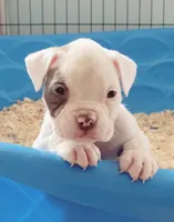 JuJu X Rosalee, a male American Bulldog for sale in Rome, GA – 5 of 10