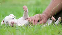 JuJu X Rosalee, a female American Bulldog for sale in Rome, GA – 3 of 9