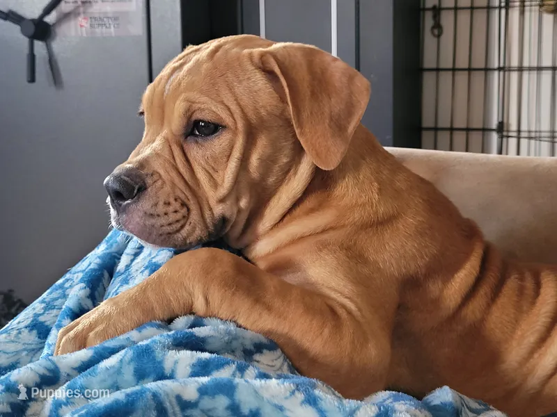 Tulsa x Angus – Olde English Bulldogge puppy for sale in Rome, GA