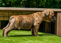 Tulsa x Angus, a male Olde English Bulldogge for sale in Rome, GA – 1 of 4