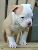 Georgia X Fig, a male American Bulldog for sale in Rome, GA – 4 of 8