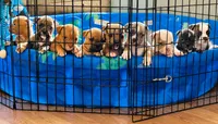 Tulsa x Angus, a female Olde English Bulldogge for sale in Rome, GA – 5 of 5