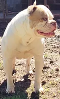 JuJu X Rosalee, a male American Bulldog for sale in Rome, GA – 10 of 10