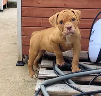 Tulsa x Angus, a female Olde English Bulldogge for sale in Rome, GA – 2 of 6