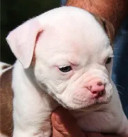Georgia X Fig, a male American Bulldog for sale in Rome, GA – 3 of 8