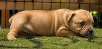 Tulsa x Angus, a male Olde English Bulldogge for sale in Rome, GA – 3 of 6
