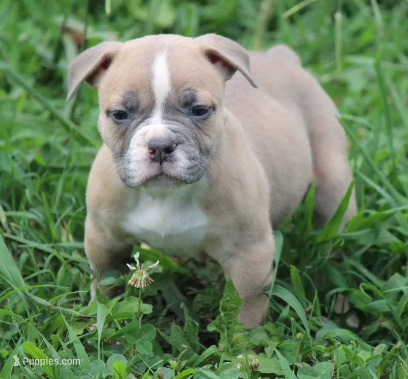 Tulsa x Angus – Olde English Bulldogge puppy for sale in Rome, GA
