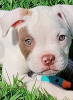JuJu X Rosalee, a male American Bulldog for sale in Rome, GA – 2 of 6