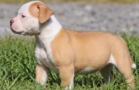 Georgia X Fig, a female American Bulldog for sale in Rome, GA – 2 of 10