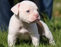 Georgia X Fig, a male American Bulldog for sale in Rome, GA – 1 of 8