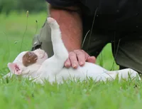 JuJu X Rosalee, a male American Bulldog for sale in Rome, GA – 3 of 10