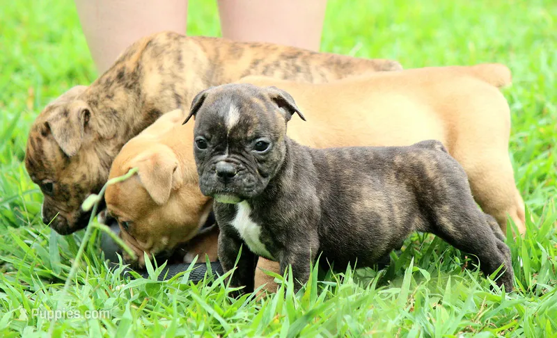 Tulsa x Angus – Olde English Bulldogge puppy for sale in Rome, GA